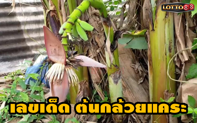 เลขเด็ด ต้นกล้วยแคระ หลังให้โชคงวดที่แล้ว
