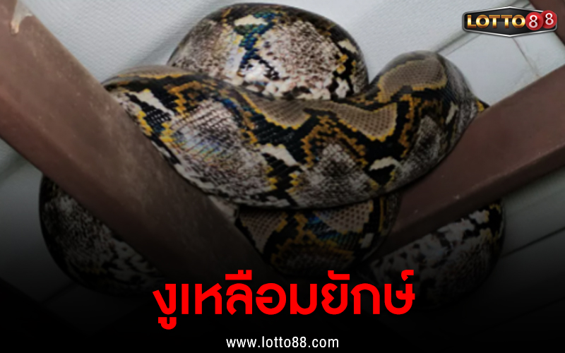 งูเหลือมยักษ์ 1/9/66